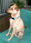 Scooby Du the Min Pin