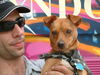 Scooby Du the Min Pin