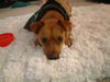 Scooby Du the Min Pin