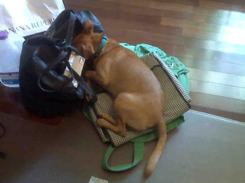 Scooby Du the Min Pin