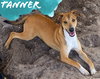 Tanner