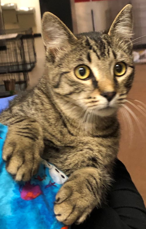 Oscar