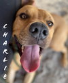 Charlie