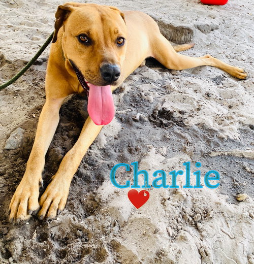 Charlie