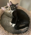 Potter  *BONDED WITH DOBY*