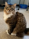 Cedric