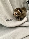 Clover