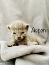 Aspin