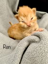 Ren