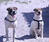 Godric *BONDED WITH ROWENA*