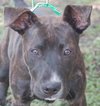 Rosco, One Big Puppy!