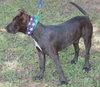 Rosco, One Big Puppy!