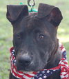 Rosco, One Big Puppy!