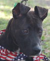 Rosco, One Big Puppy!