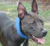 Rosco, One Big Puppy!