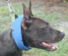 Rosco, One Big Puppy!