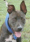 Rosco, One Big Puppy!