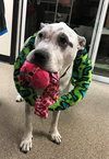 Max ~ the ladybug lover!