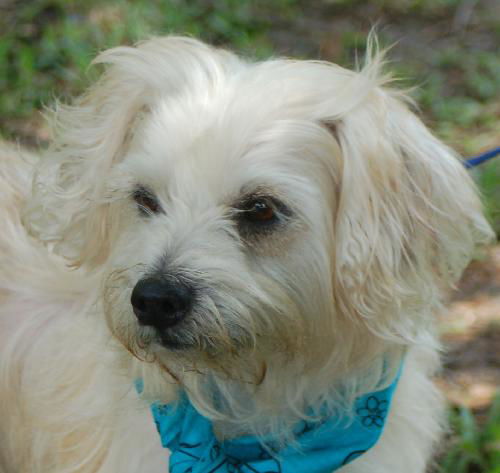 Navy the Little Terrier