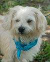Navy the Little Terrier