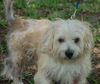 Navy the Little Terrier