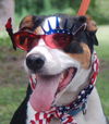 Mookie the Beagle Pointer