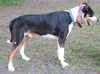 Mookie the Beagle Pointer