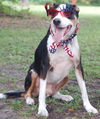 Mookie the Beagle Pointer