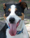 Mookie the Beagle Pointer