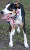 Mookie the Beagle Pointer