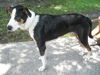Mookie the Beagle Pointer