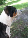 Mookie the Beagle Pointer