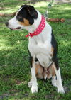 Mookie the Beagle Pointer