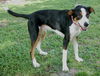 Mookie the Beagle Pointer