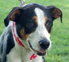 Mookie the Beagle Pointer
