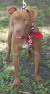 Dukey the Lab