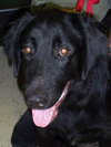 Coffee the Black Lab
