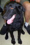 Coffee the Black Lab