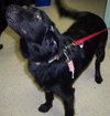 Coffee the Black Lab