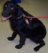 Coffee the Black Lab