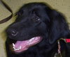 Coffee the Black Lab