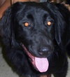Donut the Lab