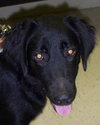 Donut the Lab