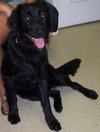 Donut the Lab