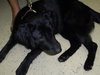 Donut the Lab