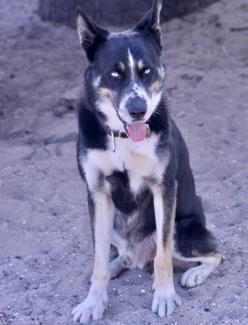 Max