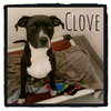 Clove