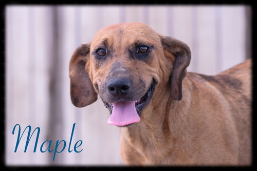 Maple
