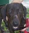 Dundee the Doxie
