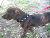 Dundee the Doxie